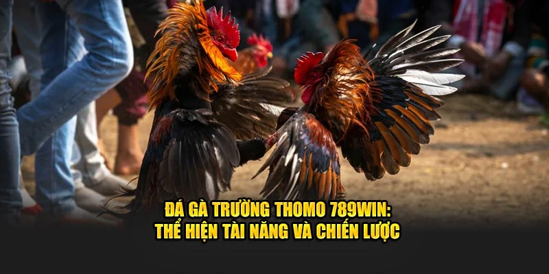 Đá Gà Trường Thomo 789WIN: Thể Hiện Tài Năng Và Chiến Lược