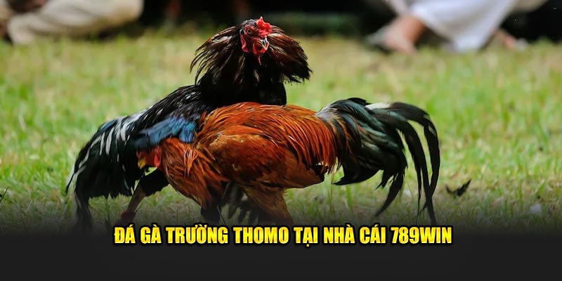 Đá gà trường Thomo tại nhà cái 789win