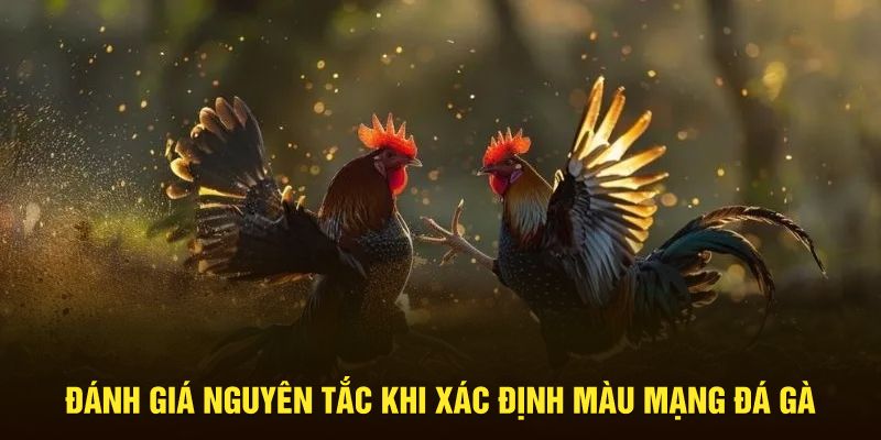 Đánh giá nguyên tắc khi xác định màu mạng đá gà 