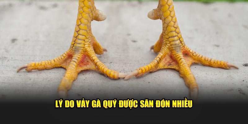 Lý do vảy gà quý được săn đón nhiều 