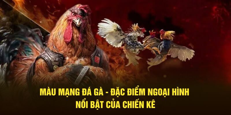 Màu Mạng Đá Gà - Đặc Điểm Ngoại Hình Nổi Bật Của Chiến Kê