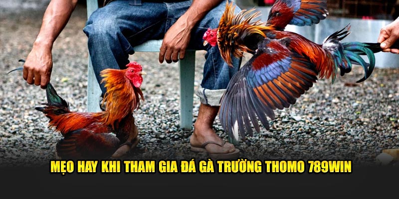 Mẹo hay khi tham gia đá gà trường Thomo 789Win