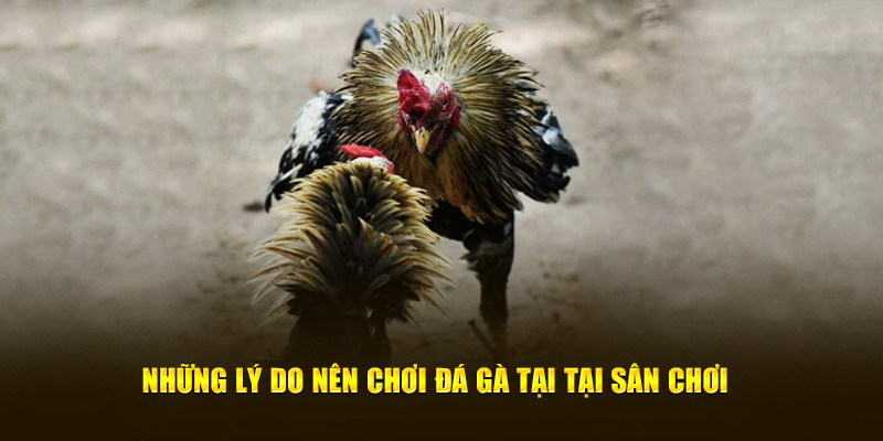 Những lý do nên chơi đá gà tại tại sân chơi