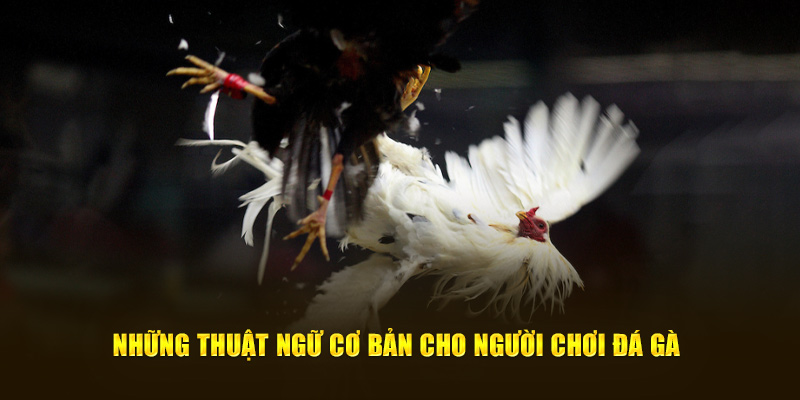 Những thuật ngữ cơ bản cho người chơi đá gà