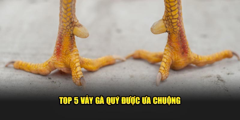 Top 5 vảy gà quý được ưa chuộng 