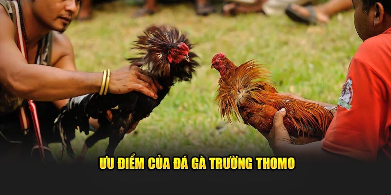 Ưu điểm của đá gà trường Thomo 