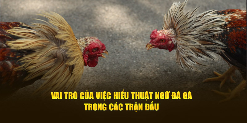 Vai trò của việc hiểu thuật ngữ đá gà trong các trận đấu 