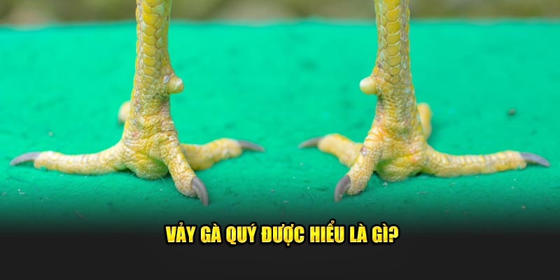 Vảy gà quý được hiểu là gì?