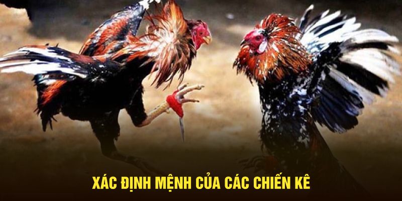 Xác định mệnh của các chiến kê tham gia trận đấu 